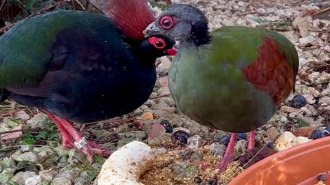 crested partridge - roul roul bird pair in aviary