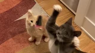 Kittens playing!