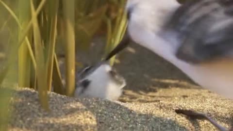 A newly born sandpiper pushed by his mother to be self sufficient