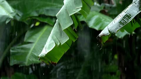 A Journey Through the Rainforest: Exploring the Soothing Effects of Rain