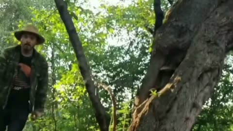 Redécoupage L'oiseau moqueur Martin et la boîte à mensonges