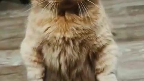 Cat funny video