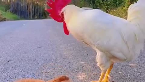 Big Rooster Plays Football ⚽️Cheers for the World Cup🏆 Soccer Cute Pet