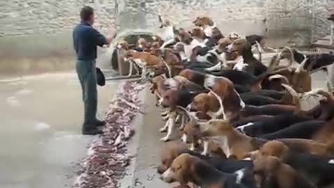 Crazy feeding frenzy with the hounds at Chateau Cheverny amezing dogs for ever