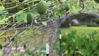 Very cute tiny cucumbers