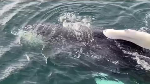 Humpback Whale yesterday evening off Brier Island, Bay of Fundy, Nova Scotia