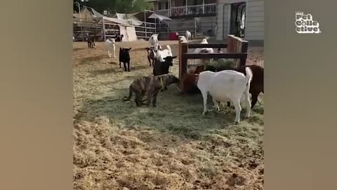 Funniest Farm Animals