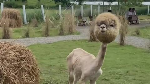Alpaca without its wool