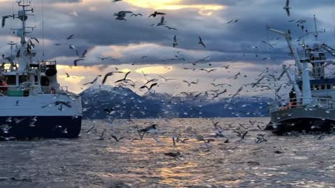 Sea birds and fish love each other