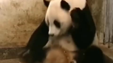 Funny Panda Babe