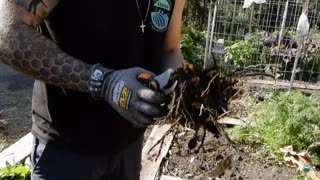 Turmeric Harvest