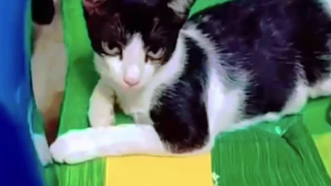 Funny Cats funny 🤣 cat taste lemon first rime reaction
