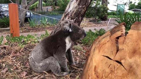 Koala Wanderer