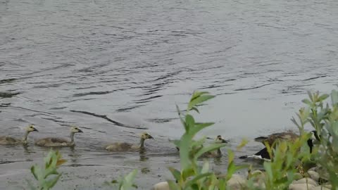 a flock of ducks swimming