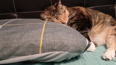 Cat Snoozing
