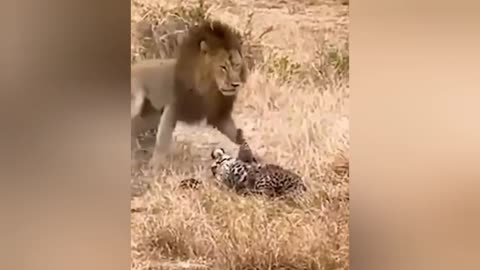 lioness defends leopard from lion attack