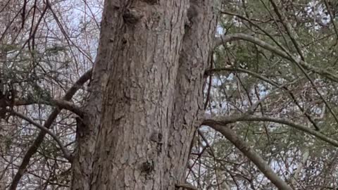 Squirrel Family Frolics on Tree