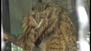 A rare sight. Owl preening its feathers