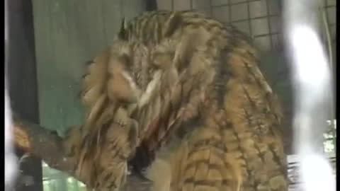 A rare sight. Owl preening its feathers