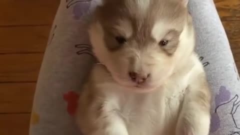 Husky Puppy Throws The Cutest Temper Tantrum!