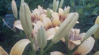 Fruit lilies
