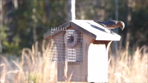 Bluebird nest box