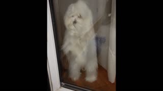 Maltese puppy doesn't want owners to leave