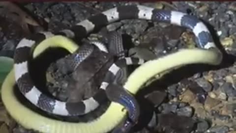 Snake Fighting To The Death