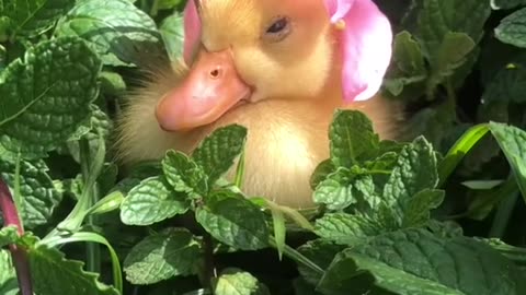 cute a duck