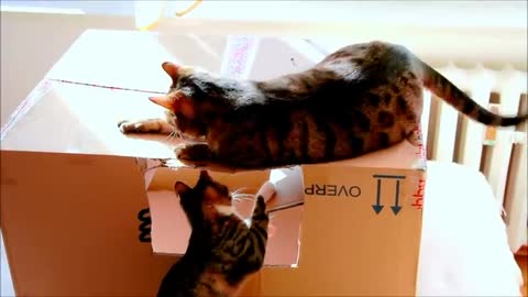 Cats Love Big Boxes