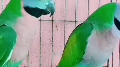 Wow Amazing birds
