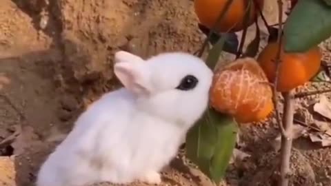 Best Funny Animal Videos of the Year