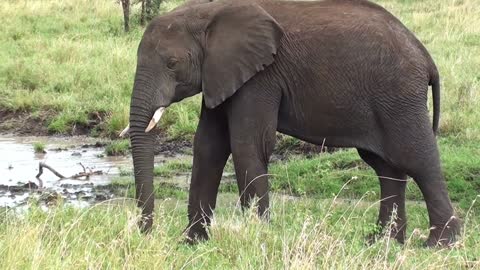 Biggest animal on earth is having fun