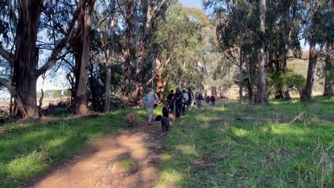 Canberra Dog Walks - our bumper Saturday pack wandering through pretty Cook ridge.