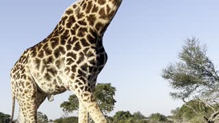 Majestic Giraffe Casually Strolls by Car