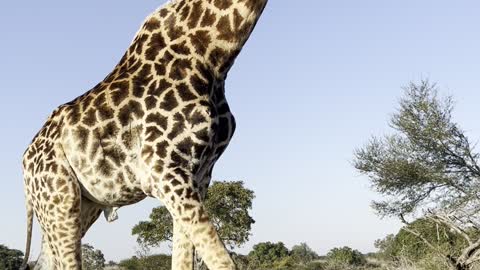 Majestic Giraffe Casually Strolls by Car