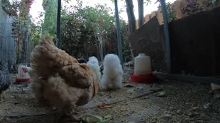 Backyard Chickens Relaxing Morning Video Sounds Noises Hens Clucking Roosters Crowing!