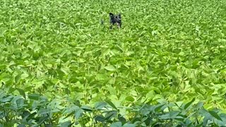 Border Collie Bounds Through Tall Crops