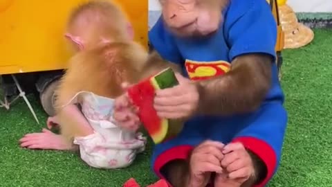 Plans for a pet's debut # funny # monkey