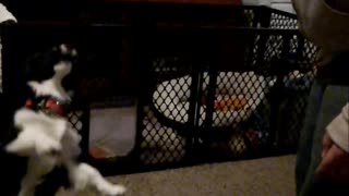 Pika and his jumping skills