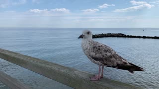 Seagulls are not afraid of people.