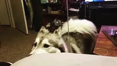 Husky Turns Light Off