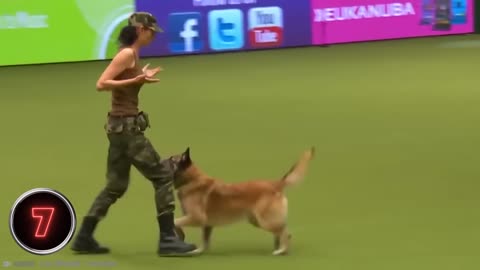 Top 10 Most trained dogs in the World.