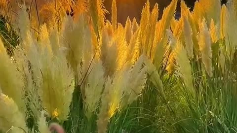 #autumn#sunset #grass #sky #foryou #tiktok #beauty #scenery #special