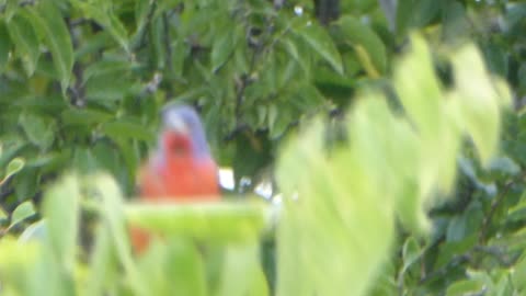 Male Painted Bunting Singing in Oklahoma