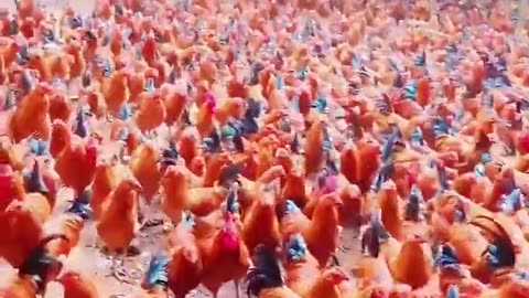 Forest side chicken farming - #viral #forest #chicken #farming