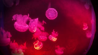 Incredible Jellyfish in Neonlights