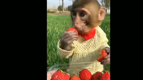 Baby Cute Monkey