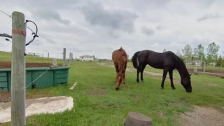 DeWinton Acreage