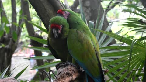 Macaw military birds